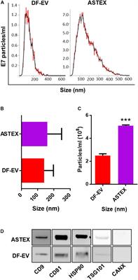 Engineered Fibroblast Extracellular Vesicles Attenuate Pulmonary Inflammation and Fibrosis in Bleomycin-Induced Lung Injury